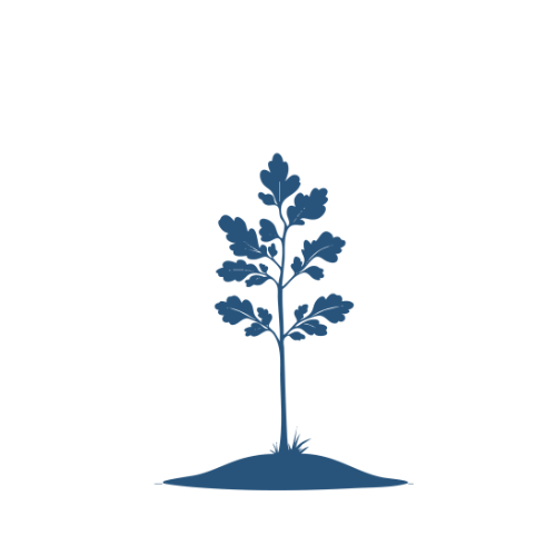 sapling icon website package icon woodchuck arts a simple picture of an oak sapling for a mid tier website package icon